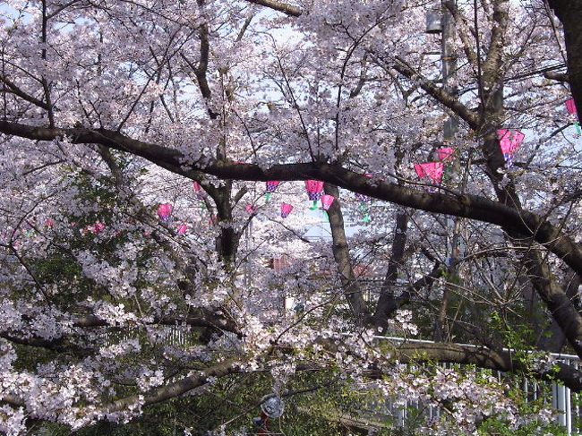 近所の桜が綺麗だったので、写真を撮ってきました。大阪城公園や桜ノ宮まで行くのも面倒ですし、近場にも良い桜のスポットがあるので朝早くからお花見を楽しんできました☆地元の人しか知らないような場所のみです♪