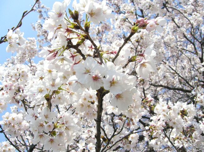 本当は桃の花が見たくて計画した一泊旅行。ところが今年の春は寒いせいで、桃の花にはまだ早く、桜見物の旅となりました。