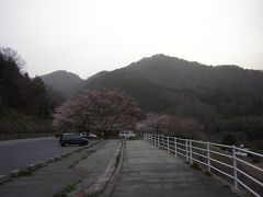 土師ダムの桜