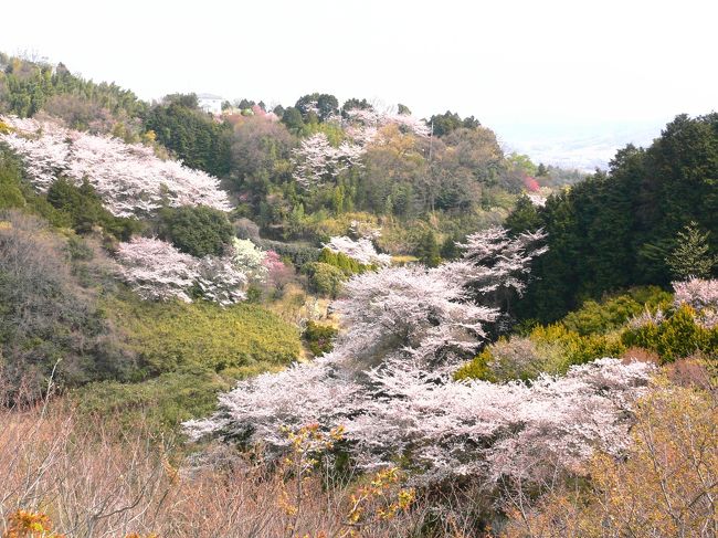 ４月８日、９日ととても良く晴れ渡り桜の花の満開になりました。<br />折角なので家の近くの桜の花を見に出かけました。<br />有名な桜の見所は有りませんが、車で１０分も走ればそこは直ぐ山。自然の中にある桜や白もくれん、レンギョウが咲き乱れしばし見とれていました。