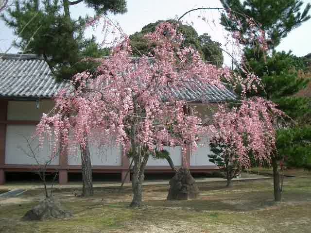 三十三間堂の東に桜を求めて歩きました。智積院は広い境内でのびのびと桜が咲いていました。養源院の枝垂れ桜もなかなかのものでした。