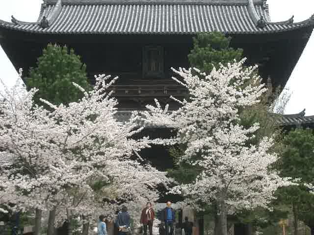 4月9日日曜日。天気もよくて、お花見にひとがあふれていました。（私もその一人。）黒谷さんから、霊鑑寺、熊野若王子神社と哲学の道周辺を歩きました。