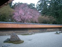 龍安寺の枝垂桜を見ることができました