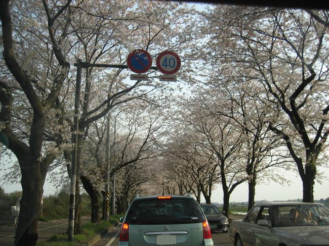 家の近くの海軍道路へサクラを見に行きました。<br />すごい渋滞だったなー