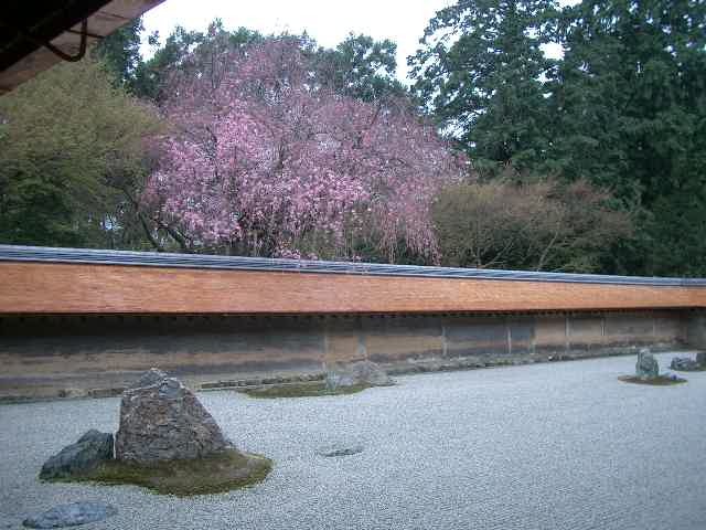 龍安寺には何度もきていますが、どういうわけか枝垂桜の季節にはきていませんでした。写真で見た枝垂桜の実物を見に、龍安寺をたずねました。やはりいいですね。ここはいつの季節にきてもさまざまに違っていて、新たな発見があります。昔のひとはえらかったですね。庭園でも桜が満開でした。