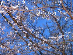 お家で旅気分～庭の桜のライトアップ＆お庭でバーベキュー