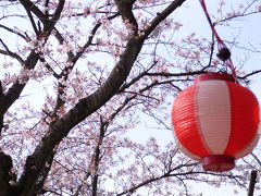 お花見はやっぱりお昼でしょ♪里見公園