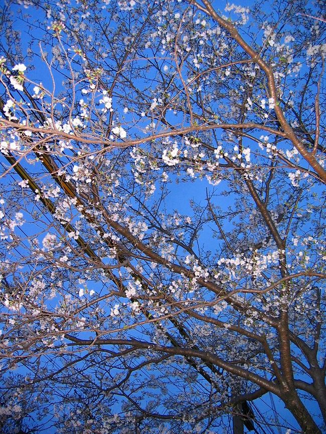 田舎暮らしの醍醐味は　桜の季節　庭に咲く美しい桜の花を独り占めできる事。<br /><br />この時期だけは　お家で旅気分！　我が家であって　我が家でない　非日常的な空間を楽しむ事が出来ます。