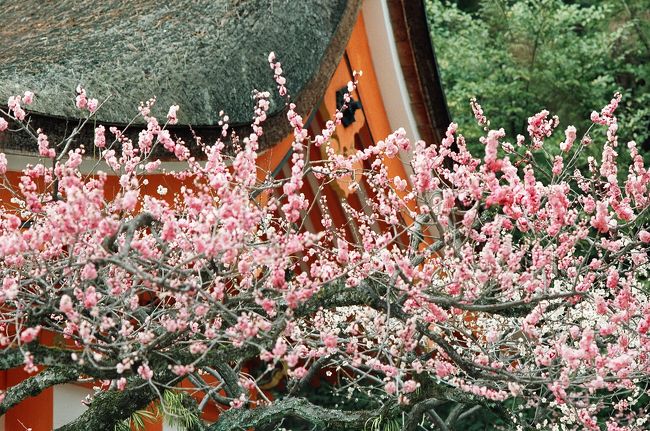 3月21日、北野天満宮で梅を愛で、平野神社で早咲の桜を数本見て、真如堂でサンシュユを仰ぎ見、金戒光明寺でまたまた梅を、そして、永観堂を散歩しました。