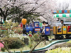 桜満開の東山動植物園に行ってきました