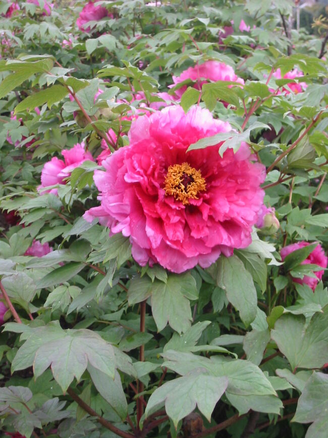 知人からの電話で牡丹の花が奇麗に咲いたので観てくださいと連絡があり春の旬菜を楽しみに山郷に行ってきました、場所は佐世保市柚木町の片田舎です県道から急坂を車で約１５分くらい登ります、静かで空気の美味しいところです周りの人家は5軒位です<br />ほとんどのお宅にはお年寄りが住んでいて野菜とお花の手入れをしています、裏山の竹林「孟宗竹」から筍を採りゆがいてくれました、猪も頂く旬の筍ご飯と筍刺身を私たちもご馳走になりました、牡丹の花は先日来の豪雨のために少しは萎れていましたが私たちには久しぶりの畑の花々を楽しみました。