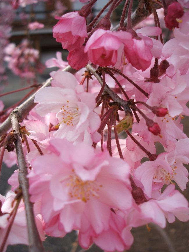 桜を見に、京都に足を運びました。京都御所に始まり、金閣寺、平野神社、北野天満宮とあちこちまわり、最後に本光寺でしめ！と、充実した1日でした。桜もちょうど見頃でとてもキレイでした♪<br /><br />（写真は上品蓮台寺の桜）