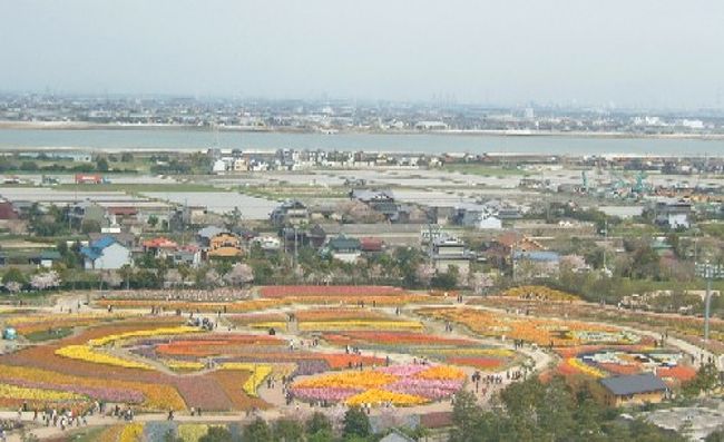 ２年ぶりに長島の「なばなの里」に行ってきました。<br />朝のテレビで１２０万球のチューリップが咲いていると聞いては、見に行かないわけにはいかない、チューリップ好きとしては・・・<br />金曜日ならすいてるだろうと、我が家を午前１１時出発。<br />東海北陸自動車道の各務原ＩＣから、ずっと高速道路で一宮ジャンクション・一宮ＩＣ（名神）・清洲ジャンクション（名古屋高速）から東名阪自動車道の長島ＩＣで高速を降りて１０分ほど、我が家からは１時間くらいで到着しました。<br />２回目なので、入り口に近い場所に車を駐車できました。<br />入り口から花だらけの「なばなの里」は結構楽にまわれます。お年寄りやベビーカーを押したお母さんたちが大勢来てました。<br />以前はなかった「アイランド富士」からの花広場の風景です。<br />遠くに見えるのは木曽川です。<br />