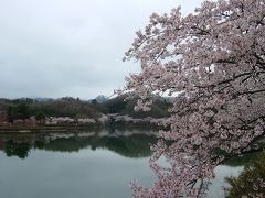 竹沼で桜を見てきました。