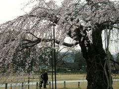 花の京都へ花の季節に引っ越し・・・北野天満宮の市と上賀茂神社の枝垂桜