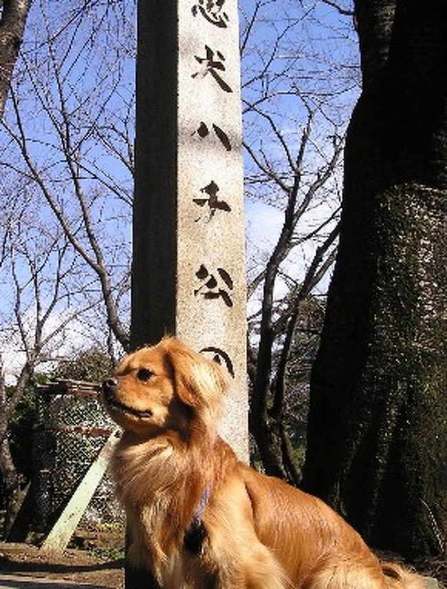 結婚式場の青山から渋谷のNHKの見学、最後は六本木ヒルズへ行ってきました。<br /><br />・六本木ヒルズ	抱っこやキャリーに入れれば犬もＯＫです。（飲食店は除く）