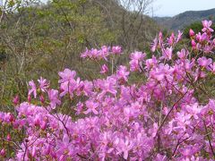 両崖山・天狗山をハイキング　☆　ミツバツツジの咲く尾根を歩いて