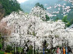 京都　毘沙門堂のさくら他