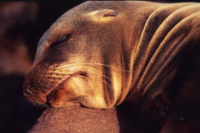 地球の島めぐり エクアドル共和国 ガラパゴス諸島 へノベサ島 ガラパゴス エクアドル の旅行記 ブログ By 鉄人６０さん フォートラベル