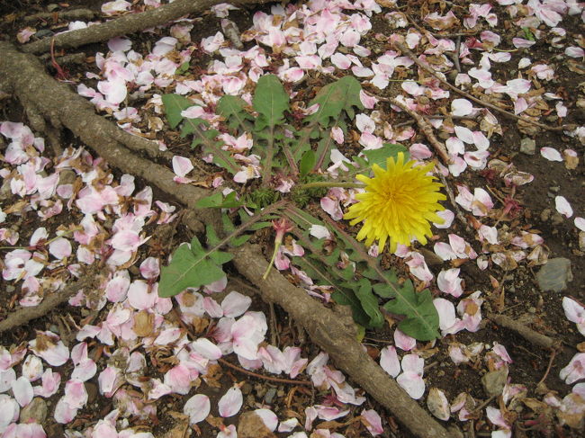 2週間前にはあんなに夢中になって撮った桜も、もはやほとんど跡形なく散ってしまいました。<br />名残を惜しみ、桜の最期の姿をファインダーに収めました。<br />兵どもが夢の跡──そうつぶやきたくなるような寂寥感。最後の最後まで夢を見させてくれた桜にお別れを告げる時、1つの季節の終わりを感じます。<br /><br />しかし、落ちた花びらの間に咲き誇る新しい花たちが顔を見せ、頭上では、新緑がまぶしいくらい輝いていました。<br />新しい季節の到来に少しだけ気持ちが浮き立ちます。<br /><br />（というわけで、またしても近所写真@）