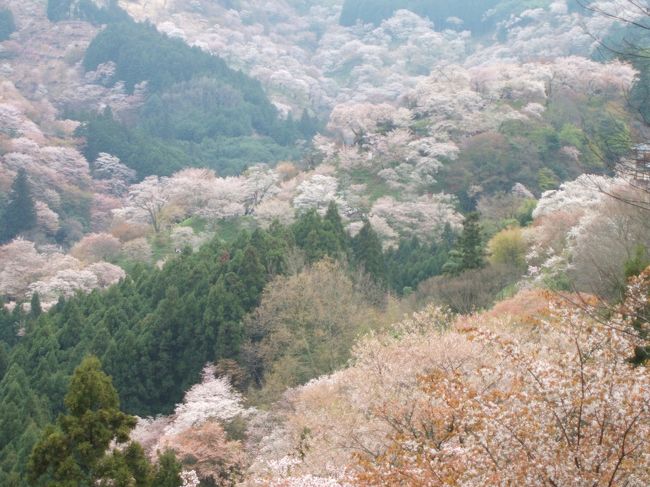 桜の名所はたくさんあるけれど、<br />万葉の昔から人々に愛されている吉野山をどうしても訪れたくて<br />朝早くから出かけてきました。<br />中の千本〜上の千本あたりがちょうど見頃でした。<br />