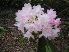 有田唐船城跡の八重桜と石楠花