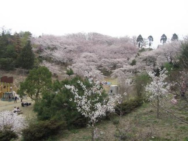 伯方島 開山公園の桜を見に しまなみ海道 周辺の島々 愛媛県 の旅行記 ブログ By Anotherskyさん フォートラベル