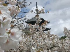 御室桜ーこれを見たら死んでも。。。