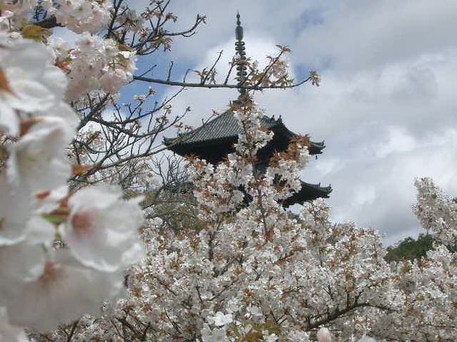 仁和寺の御室桜をめでることが出来ました。「これを見たら死んでもいい」との声が聞こえるほどの見事さでした。広い境内のなか、並木になって、集中的に並んでいます。五重塔を背景に見る桜はとても忘れられません。