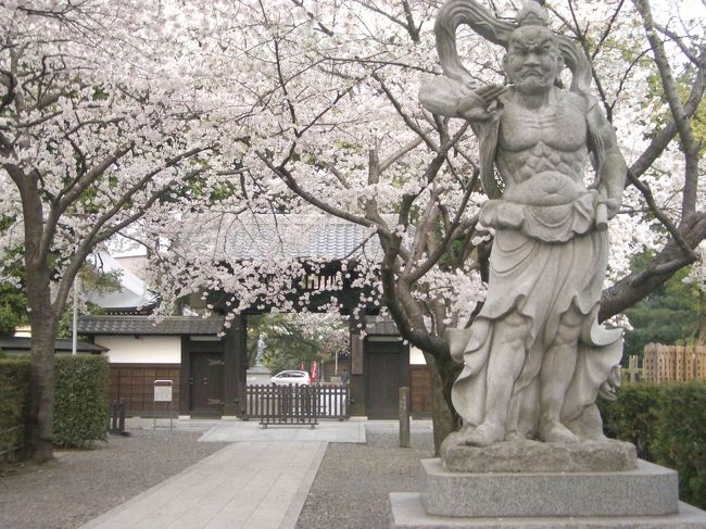 小金井公園に花見に行った帰りに、府中を通った際、街路樹が素晴らしく歩いてみたくなり、家族がショッピングしてる時、ひとりで2時間ほど散策した。街の中心部の街路樹は大国魂神社の欅並木で歩いてみてわかったが、天然記念物に指定されていた。また、この街も桜並木の通りがあり満開、お寺には有名な枝垂れ桜があり、これまた満開。ここ最近の仕事漬けから桜漬けに変貌した1日を堪能でき、家族サービスもでき、リフレッシュもでき充実した春の1日を過ごせた。ちなみにその翌日は日曜出勤したが雨。運も良かった。<br /><br />表紙：東京競馬場前の寺の桜