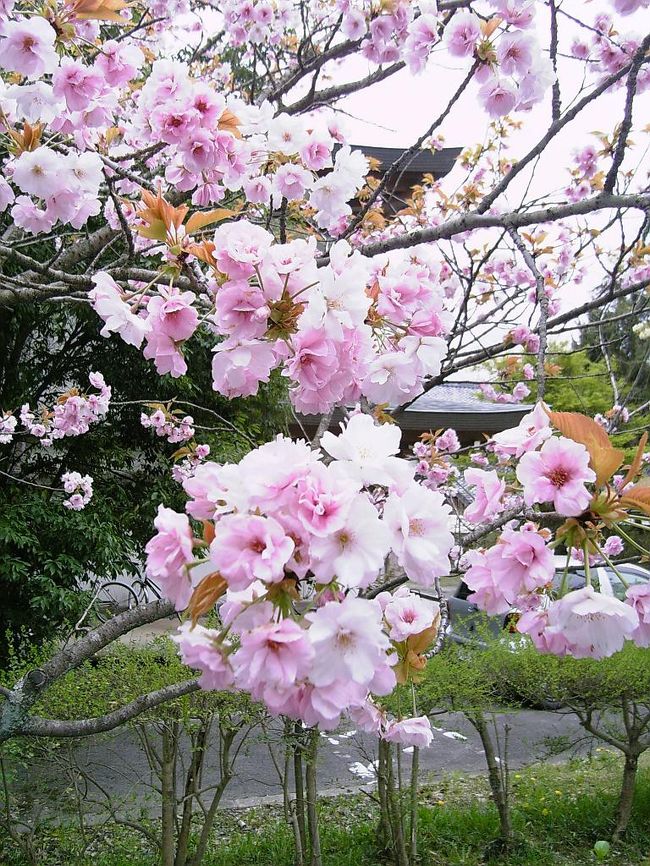 京都市内に住んでいるので有名所はほとんど自転車で回れます。<br />毎年よく見てるので旅行記にするつもりはなかったのですが<br />あまりに桜が満開で綺麗だったのでみなさんにお見せしたいなと思いました♪<br />場所は京都市右京区御室の世界遺産、仁和寺です。<br />こちらの名勝御室桜は私の見た桜の中で平野神社の次に綺麗だなぁと思います。