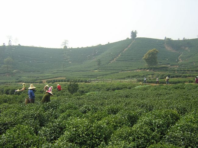 ２度目の杭州。今回は、ちょうど新茶の季節♪ということで、杭州名産・龍井茶の茶畑・茶農家訪問→虎&#36305;泉→茶館、と、龍井茶づくしのコースで観光をしました。ちょうど新緑の季節をむかえ、上海とは違って緑の多い町並みは、歩いていてとっても癒されます(*^_^*)