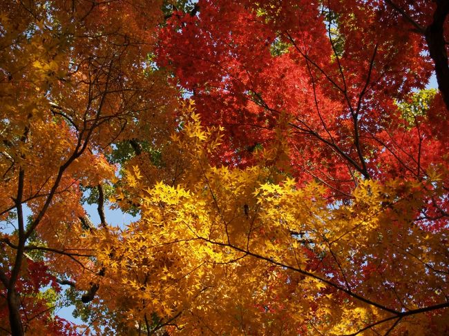 秋の赤山禅院数珠供養に行ってきました。<br />紅葉がとっても綺麗でしたよ。