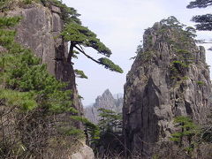 奇松、怪石、雲海、温泉・・「黄山」