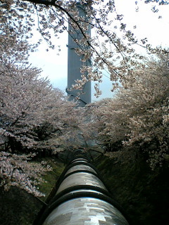 うーん。うちの田舎、北橘村（と書いて「ほっきつむら」と読むのが普通。正式には「きたたちばなむら」だった）は、渋川になったらしいですねぇ。<br />日帰りで関越飛ばして、お墓参りに行ってきたのですが、東京地方は桜がすっかり葉桜の頃、北橘では桜が満開、やや散りかけの花吹雪でした。結構違うものですねぇ。<br />小さい頃に、お花見した記憶は有ったのだけど季節柄なかなかお花見と重ならなかったので、今回は花見も兼ねて♪