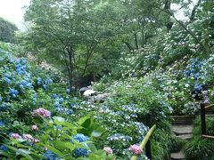 2003  奈良郡山の矢田寺（あじさい寺）