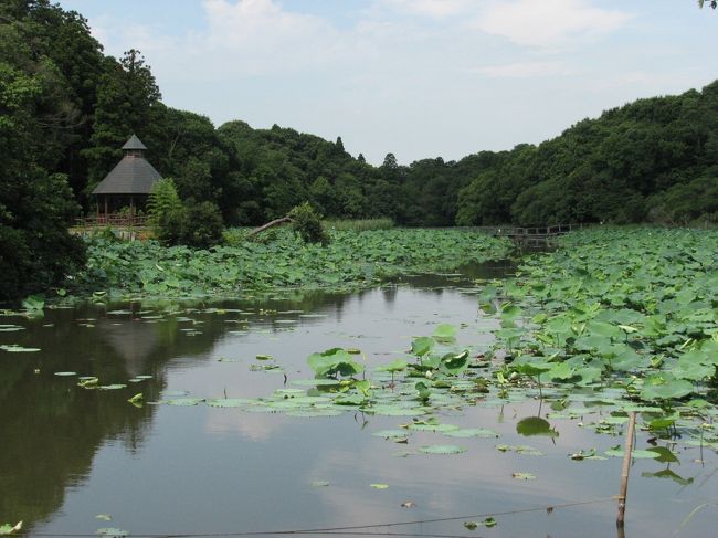 坂田が池は、江戸時代に灌漑用として造られた池です。25年前には笹薮と葦に囲まれた、人も近づきずらい、不気味な池でした。現在では、すっかり整備され、バーベキュウの出来るキャンプ場や子供を自由に遊ばせられる芝生の広場があります。池の周りも、散策路が整備され、山野草や水鳥、小鳥の姿やさえずりを聞きながら、気持ちの良い散策が楽しめます。<br /><br />初夏には、池一面ピンクや白の蓮の花が咲き、見事です。冬には、多数の渡り鳥が来ます、池は細長いので散策路から、双眼鏡があれば、水鳥を身近に見る事が出来ます。パンダガモとも言われる、ミコアイサも見られます。1時間もあれば、ゆっくり坂田が池を一周出来ます。<br /><br />春の山野草の季節には、ウラシマソウ、マムシグサ、タニギキョウ、ニシキゴロモ、チゴユリ、ヤマユリ、ニリンソウ、ヒメシャガ、キンラン、ギンラン、フタリシズカ、ムラサキサギゴケ、イチヤクソウなど自然散策しながら楽しめます。キンラン、ギンランが増えており見事です。<br /><br />野鳥のさえずりも楽しみの一つです。冬に遇える野鳥は、メジロ、シジュウカラ、エナガ、コゲラ、ウグイス、カワセミ、ルリビタキ、ジョウビタキ、ヤマガラ、アオジ、ハクセキレイ、キセキレイ、モズなどです。又、池には、コガモ、マガモ、カルガモ、ハシビロガモ、オオバン、バン、ホシハジロ、アオサギなどが見られます。<br /><br />駐車場は、入口とキャンプ場上の二箇所に有り、無料です。電車でお越しの方は、JR成田線の下総松崎駅より15分位です。風土記の丘や最近リニューアルした大和の湯も歩いて行ける距離にあり、是非足を伸ばして見て下さい、もちろん車で行くとすぐです。<br /><br />2006/05/01 第1版<br />2008/05/07 第2版<br />2009/04/15 第3版<br />2010/06/21 第4版<br />2013/06/04 第5版