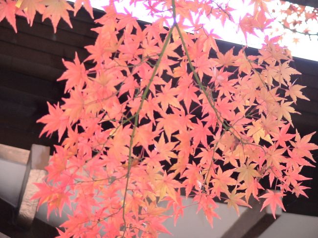 念願の晩秋の京都に行ってきました。<br /><br />市内は何度か行っていますが、今回は大原まで足を伸ばしてみました・・・。