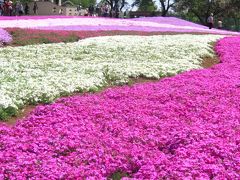 春化粧満開　in 館林野鳥の森フラワーガーデン　☆シバザクラ22万株！・・