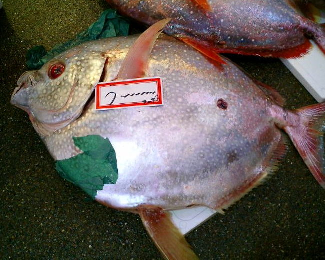 石川に住んでいらっしゃる方のブログを見ていて、金沢って食べ物が美味しそう!と、どうにもこうにも行きたくてたまらなくなってきた。<br /><br /> 思い立ったが吉日。<br />