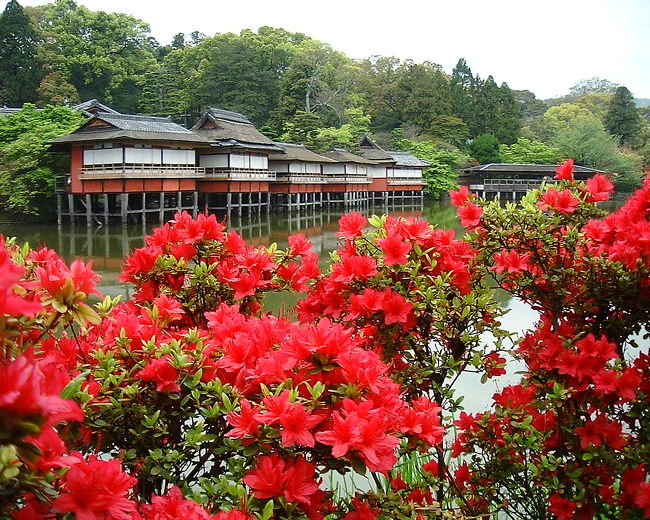  京都西郊にかつて、長岡京の都がありその中心に、樹齢150年の霧島つつじで有名な長岡天満宮があります。今真っ盛り。<br /><br /> この付近は、古くから、たけのこの大産地のなかに著名な長岡天満宮の境内に山階宮が命名されたという、たけのこ料理では、日本一といわれる老舗「錦水亭」があります。<br /><br /> 今回は、たけのこを中心とした散策記です。<br />（毎年四月がたけのこの季節です。四月中に訪問されると後悔されません。つつじの開花を調べて参りますと思い出は最高です）<br /><br />　何しろ、池とつつじを見ながらのお座敷は、全国からこの１軒に殺到します。、たしか１年前から予約を受け付けているはずです。<br />予約を取っ手から京都探訪のご計画をお奨めいたします。<br /><br />http://www.kinsuitei.co.jp/<br /><br /><br /><br />