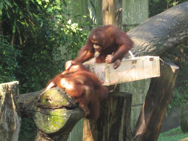 「アニマルプラネット」という番組で良く紹介されていたのを見て､娘はシンガポール動物園に行きたい～以前から言ってました。<br />念願？の動物園ですが､ジャングルに囲まれたような所なのでとにかく暑い！！気温はそれほどでもないのですが湿度が高くてかなり体力消耗してしまいました・・・・。