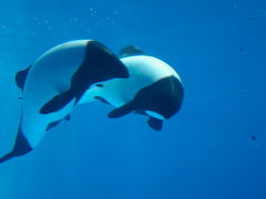 水族館と貝焼き