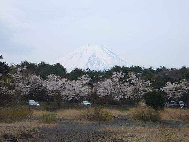 ＧＷ序盤、１泊２日で朝霧高原へ行ってまいりました。あいにくの天気であまり富士山を見ることはできませんでしたが、十分に自然を満喫してきました。
