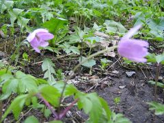 散歩の途中見かけた春の花