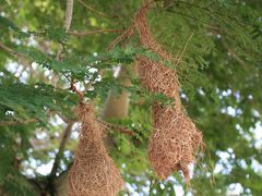 モナリザのペナン島で見かけた花・植物・動物、