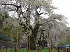 荘川桜と世界遺産