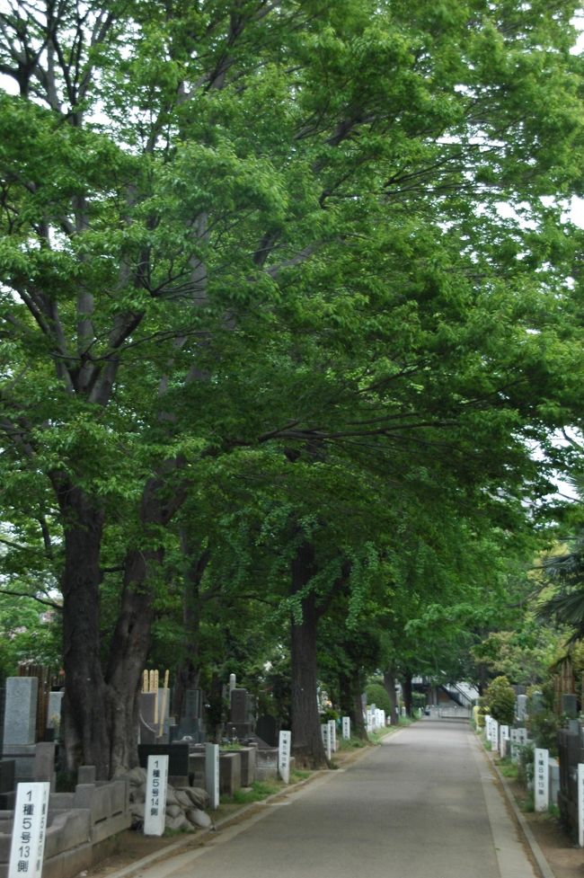 雑司が谷旭出町墓地を明治７年に東京府に引き継がれた歴史ある墓所は、大きなケヤキの木が墓所を覆うように静かに佇む、素敵な霊園です。<br /><br />昭和37年6月以降、空き墓所の再貸付は行っていないため、古い墓所が目立ちます。周囲は住宅街。犬を連れて散歩をする人が多く、近所の人の憩いの場になっていました。