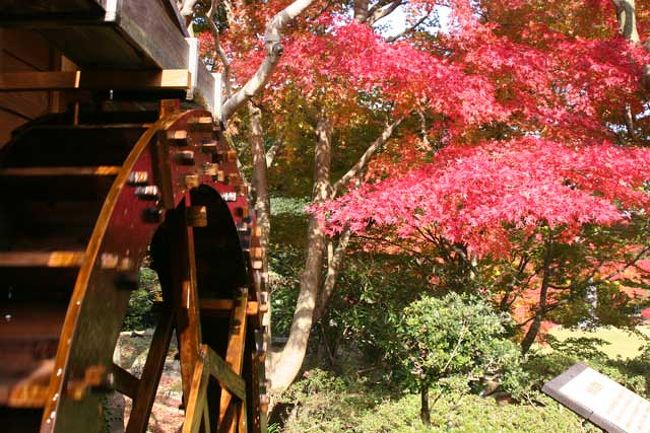 伊豆市の道の駅「天城越え」の中にある「昭和の森会館」の庭園のもみじ林や道の駅周辺の紅葉を見てきました。<br />