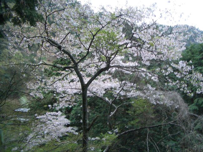 今年は本厄なので、滋賀県の立木山へお参りに。<br />ちょっと時期は遅いけど、桜もまだ残っているかな？とそのまま京都へ迷走ドライブに連れて行ってもらいました。